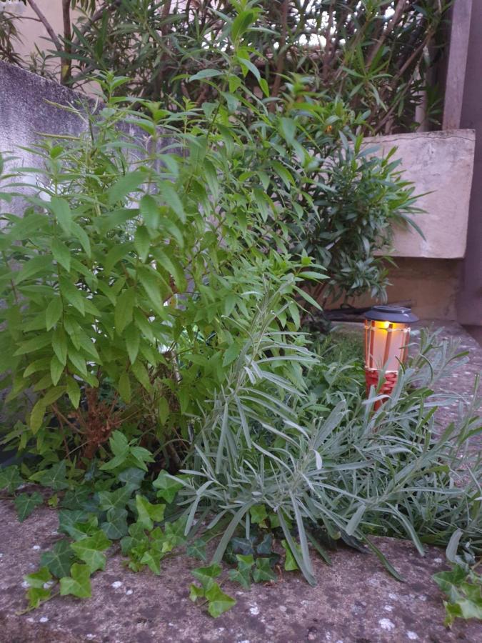 אביניון Appartement Terrasse - Hypercentre מראה חיצוני תמונה